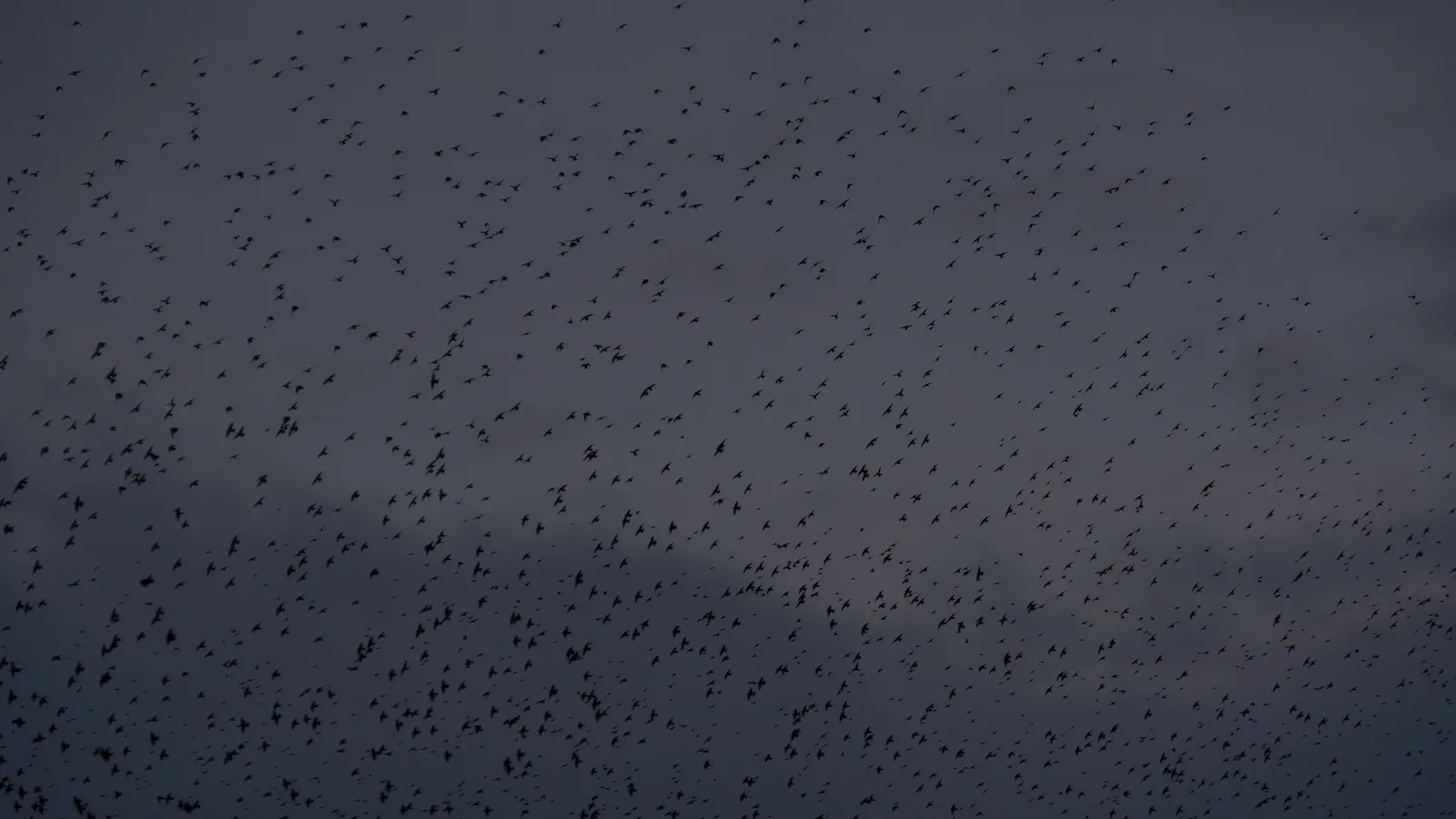 Nuée dense de milliers d’étourneaux occupant tout le ciel gris, chaque oiseau autonome et pourtant coordonné avec l’ensemble.